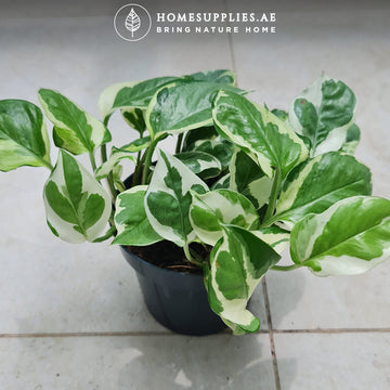 Money Plant NJoy